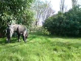 Mogwai vadrouille dans le jardin