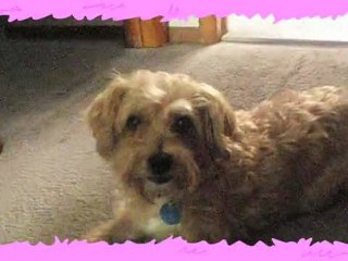 Bubbles VS Faloop - Number One Super Cutie Patootie 027