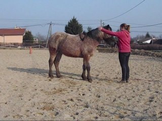 Tanit, premiére séane de travail a pied