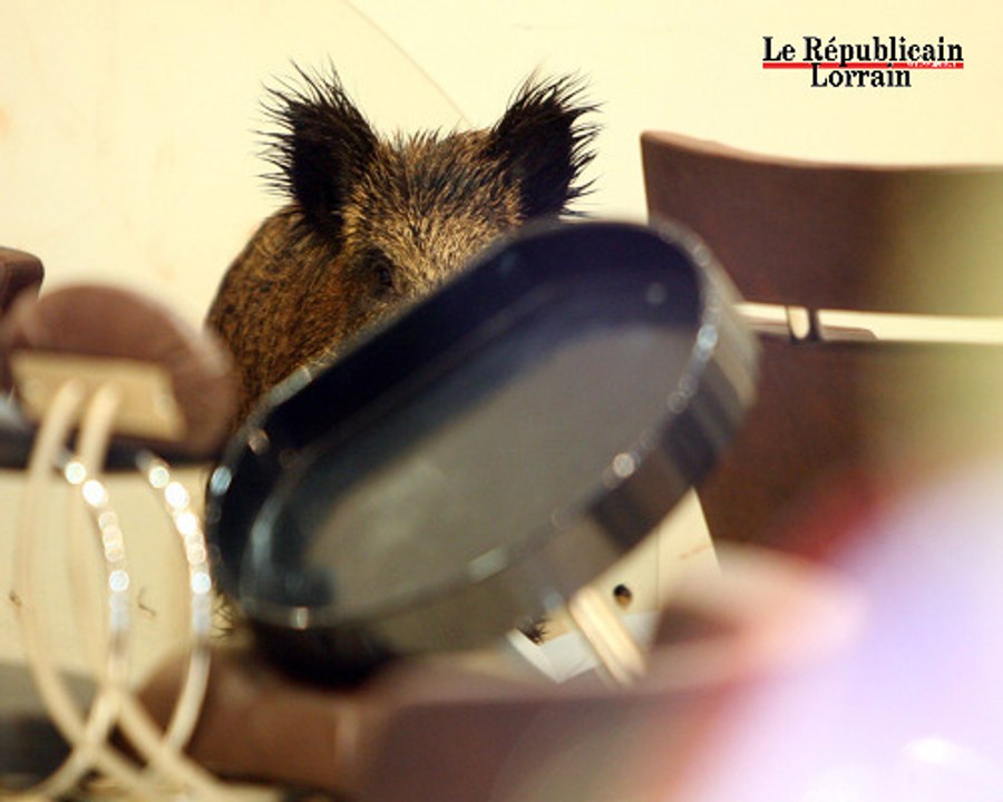 Un sanglier sème la panique à Nancy