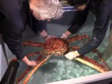 Un crabe gigantesque pose ses pinces à Val d'Europe