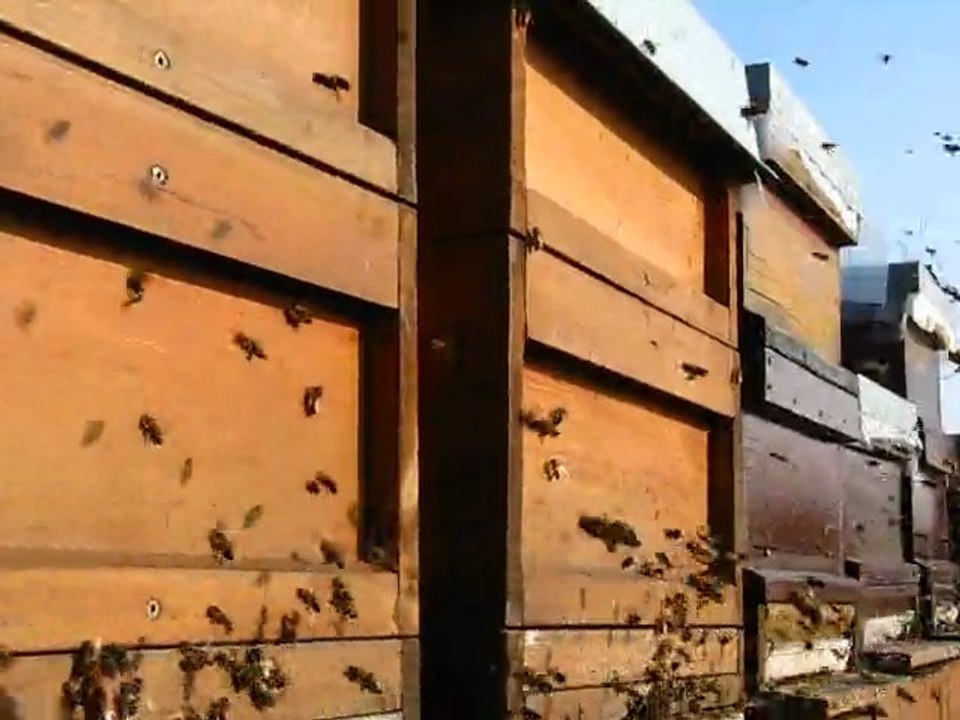 aricilik Mehmet Yüksel 8.Mart 2011