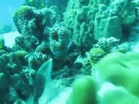KOH-TAO diving 1