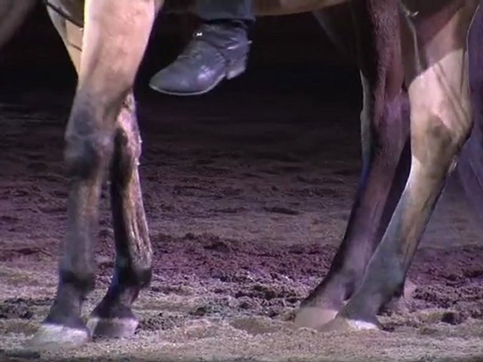 Carnevale Romano, la sfilata dei cavalli a piazza del Popolo