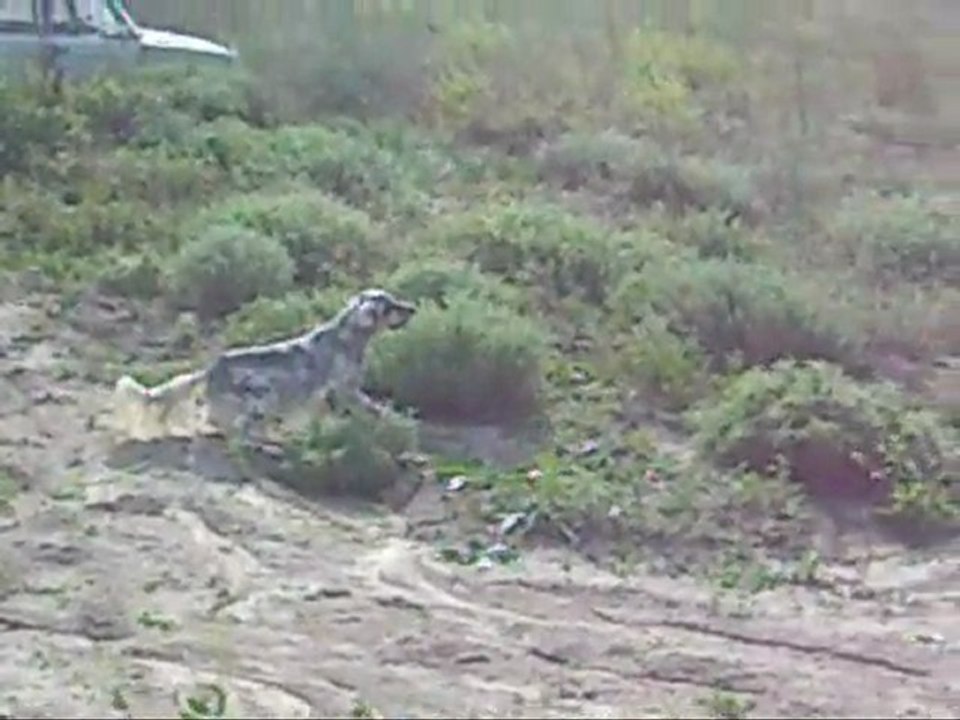 av köpeği eğitim,Ferma Eğitimi