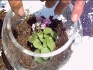 Plantas en pecera  -c