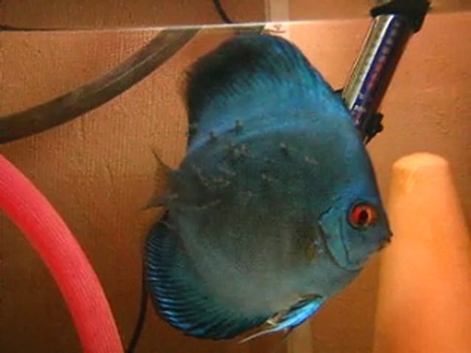 Royal Blue Titan Çift (RBT=Muhteşem mavi dev)