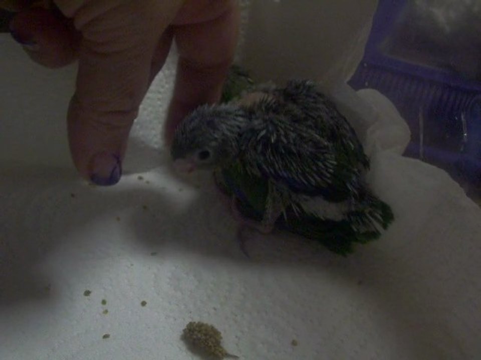 Mes petits touis célestes âgés d'un mois