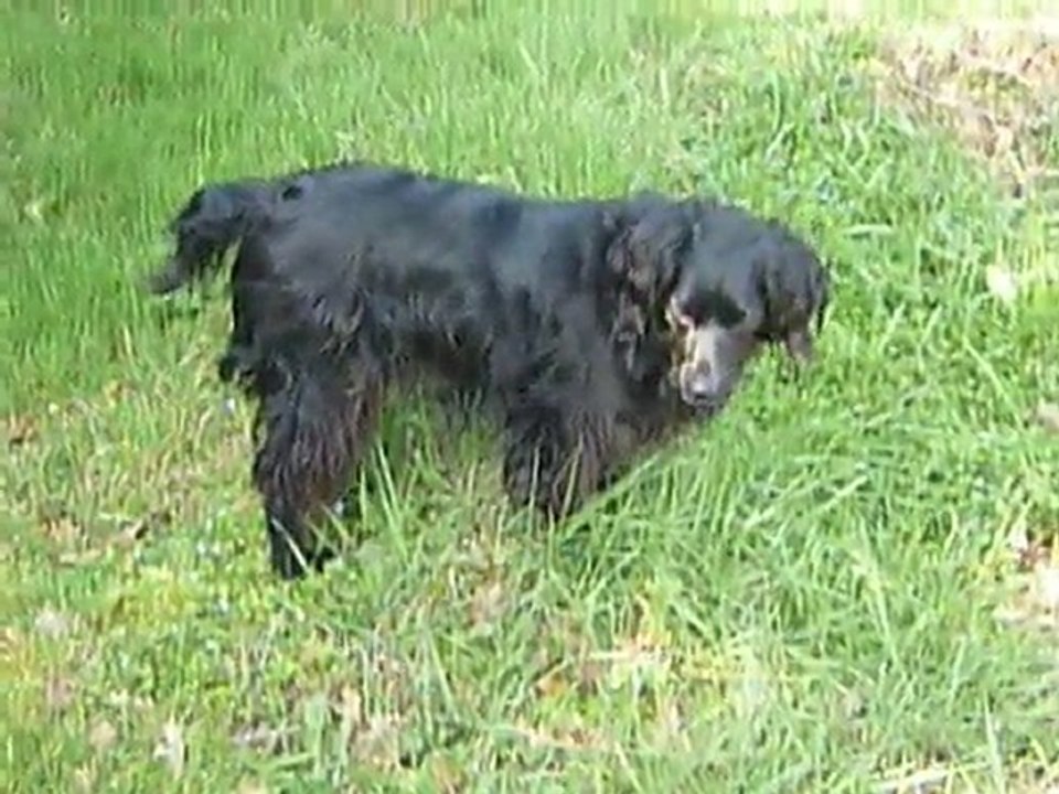 Mon chien Kermit - redécouvre le jardins