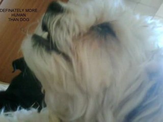 Upsetting Cookie The Human Dog