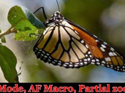 Panasonic Lumix DMC-FZ40 14.1 MP Digital Camera