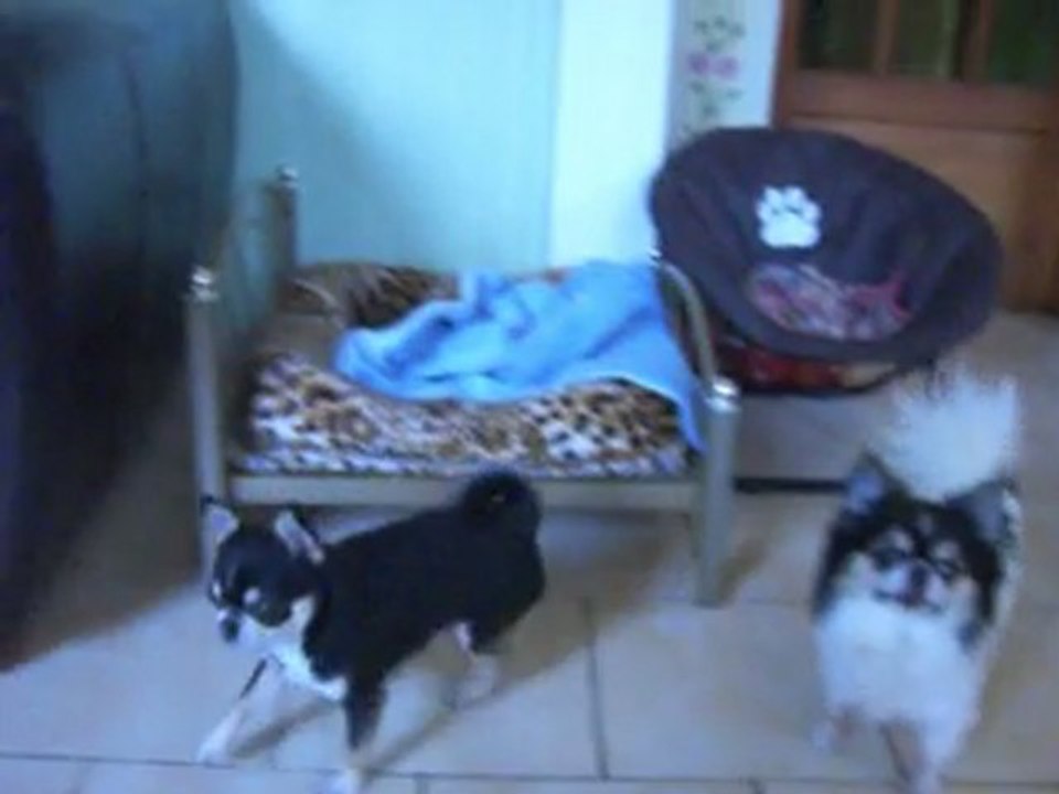 les chichis le 9 mars 2011 001