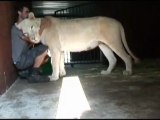 Una leonessa come amica