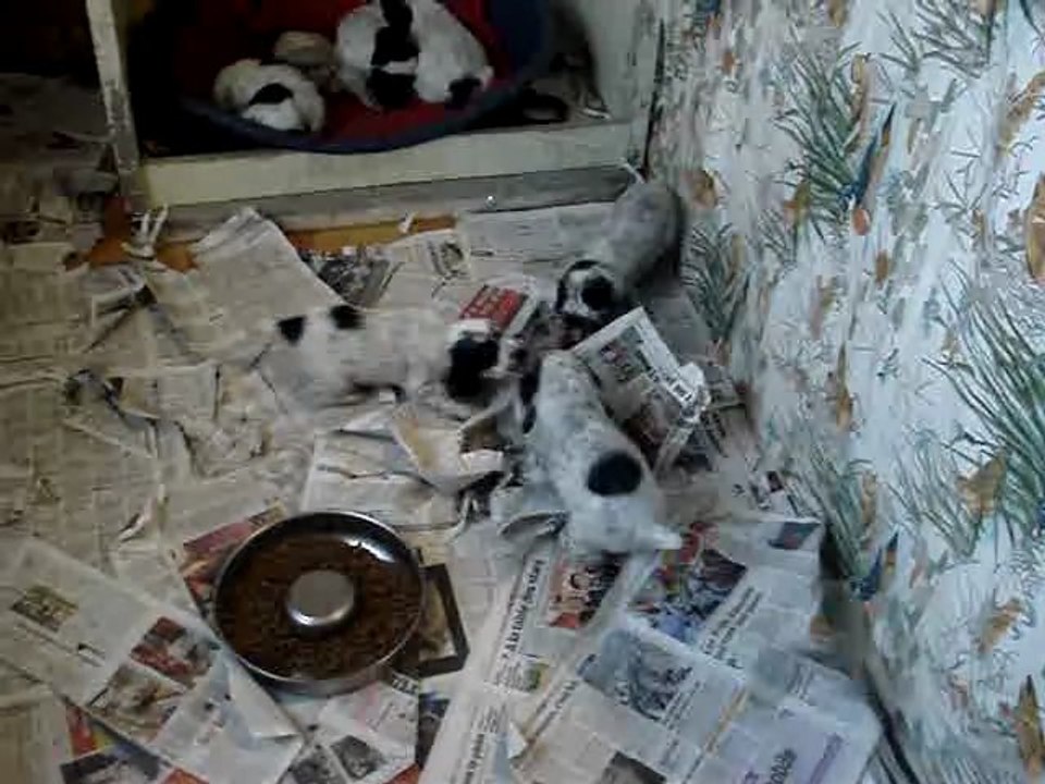 les chiots de bemol suite 2