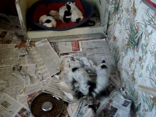 les chiots de bemol suite 2