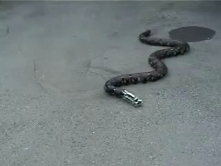 Yılan Robot videosu - www.Hikmetli.com