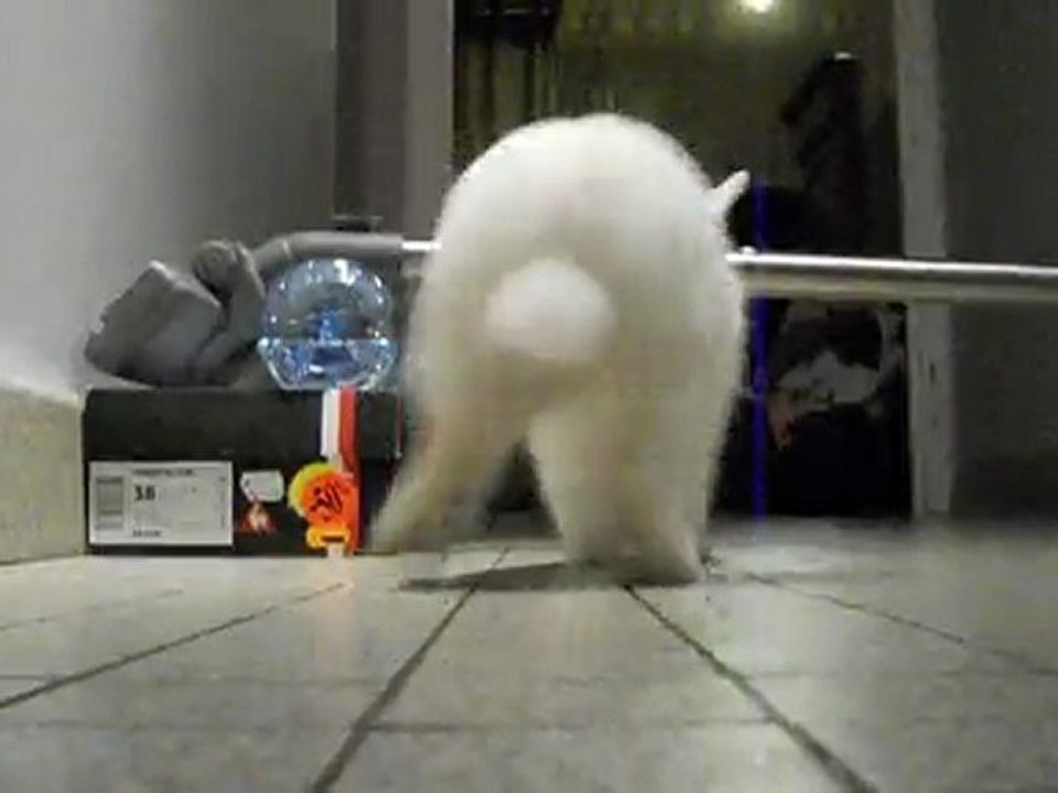 lapin Loulou Qui saute encore !