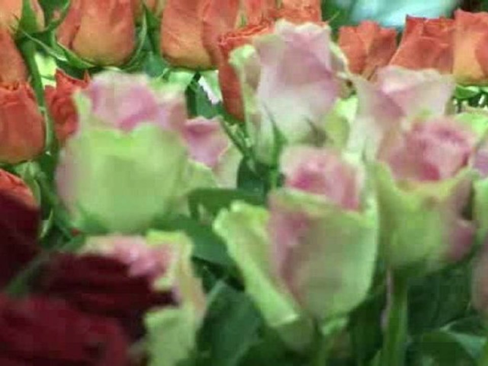 Fleuriste à Pas de Calais, bouquets pour tous vos événements