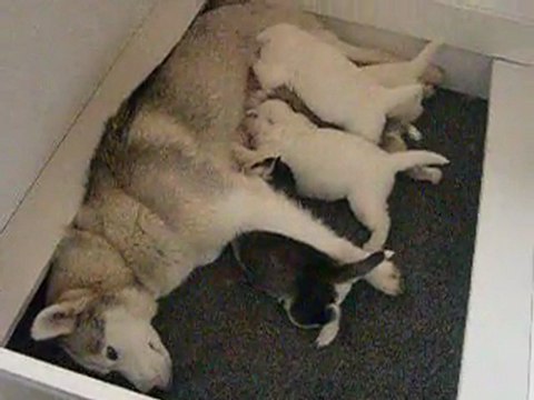 husky Des loups de la fôret