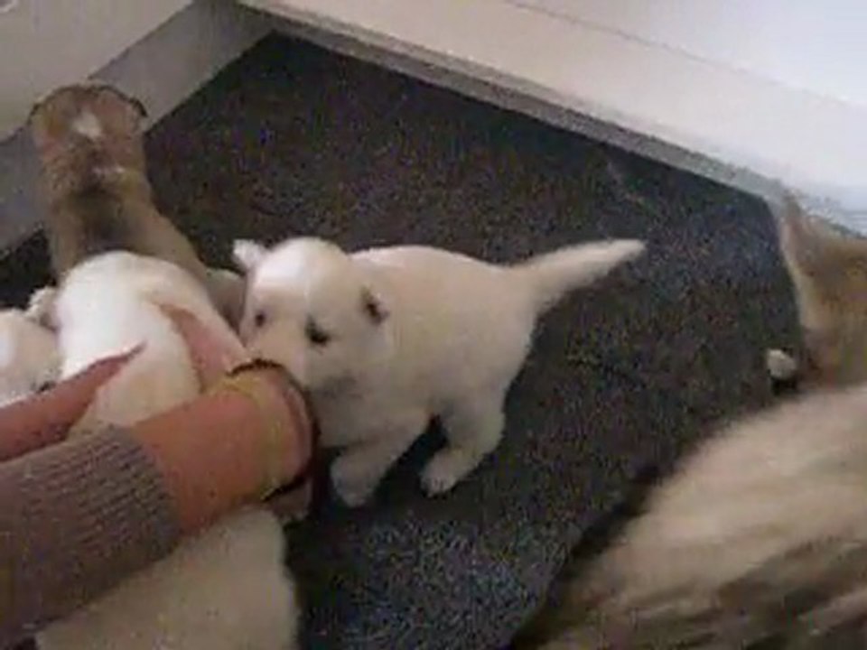 chiots husky des loups de la fôret