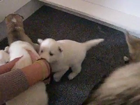 chiots husky des loups de la fôret