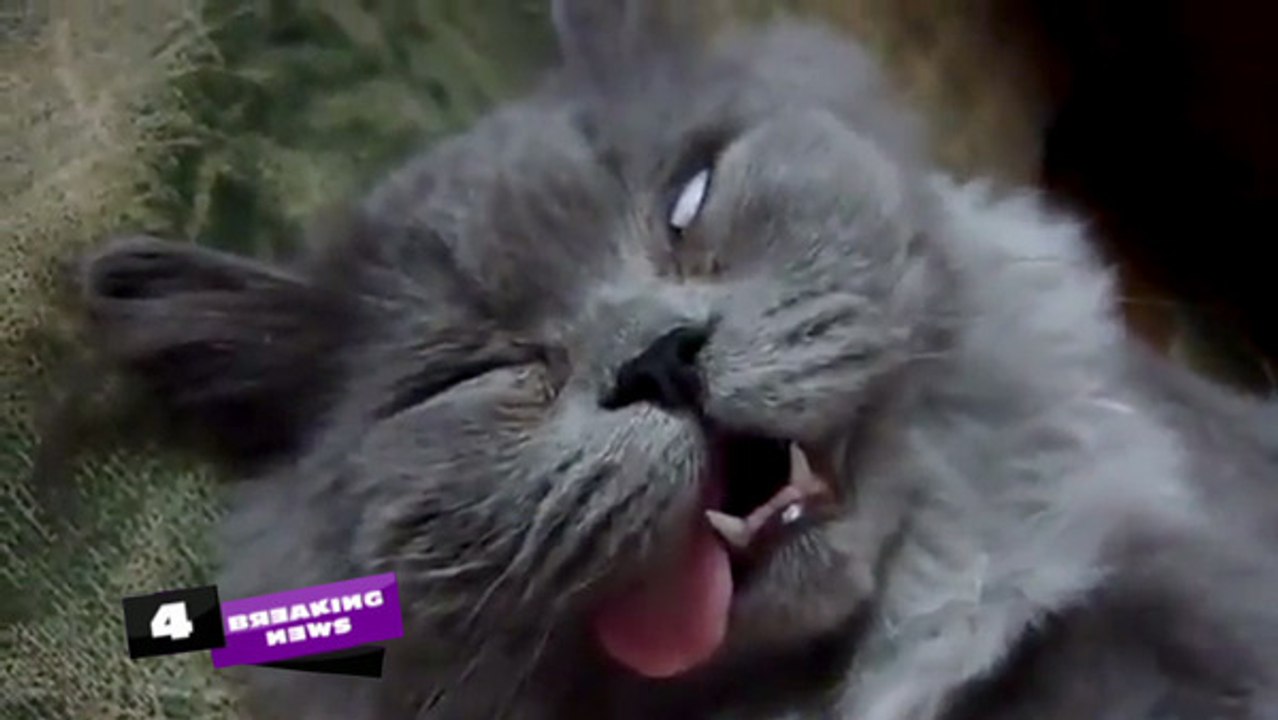 Le chat endormi le plus bizarre...