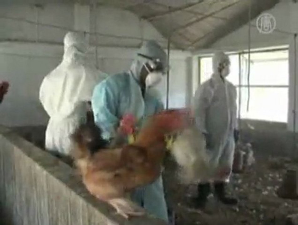 Chickens Culled after Bird Flu Strikes Northeast India