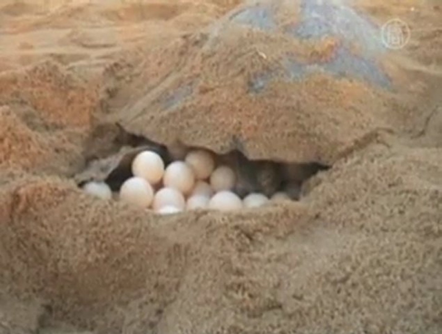 ⁣Endangered Olive Ridley Turtles Nesting in Eastern India