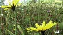 Bande Annonce Le bonheur était dans le pré