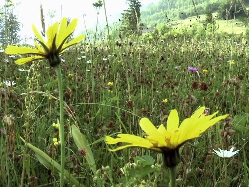 Bande Annonce Le bonheur était dans le pré