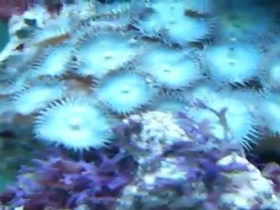 nano récif 30 litre