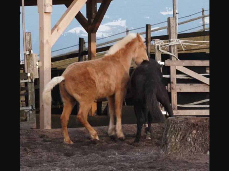 Les poulains s'amusent