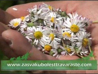 Za svaku bolest trava raste-TRATINCICA