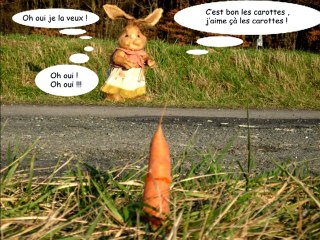 Ce matin, un lapin.....