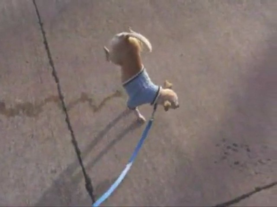 Chien qui urine sur 2 pattes