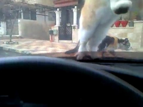 chats drôles sur une voiture - funnies cats on a car