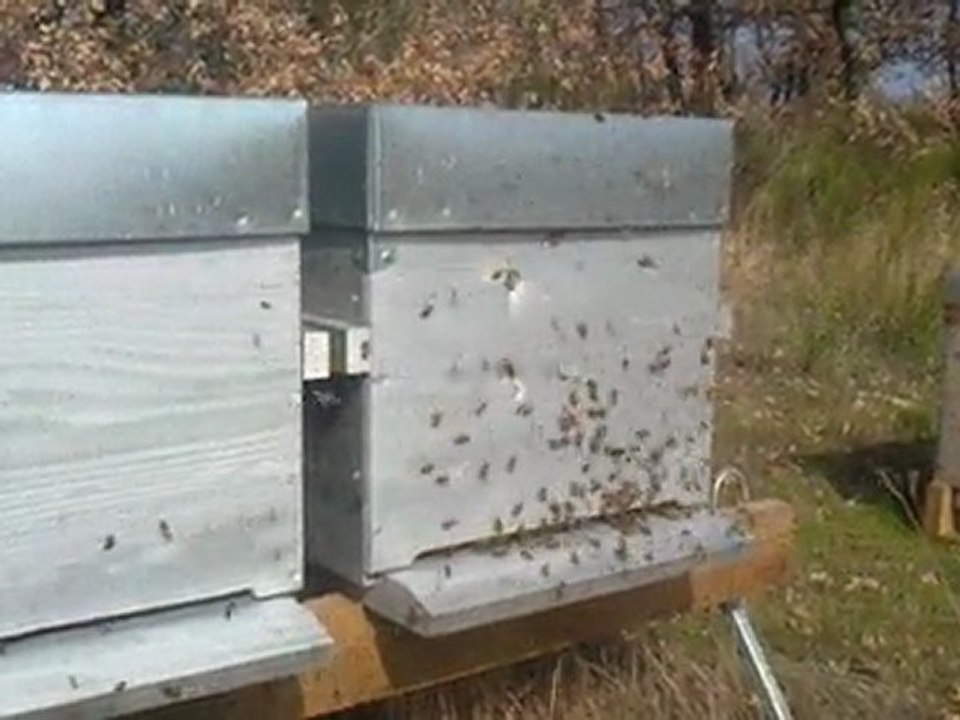 sortie abeille  printemps 2011