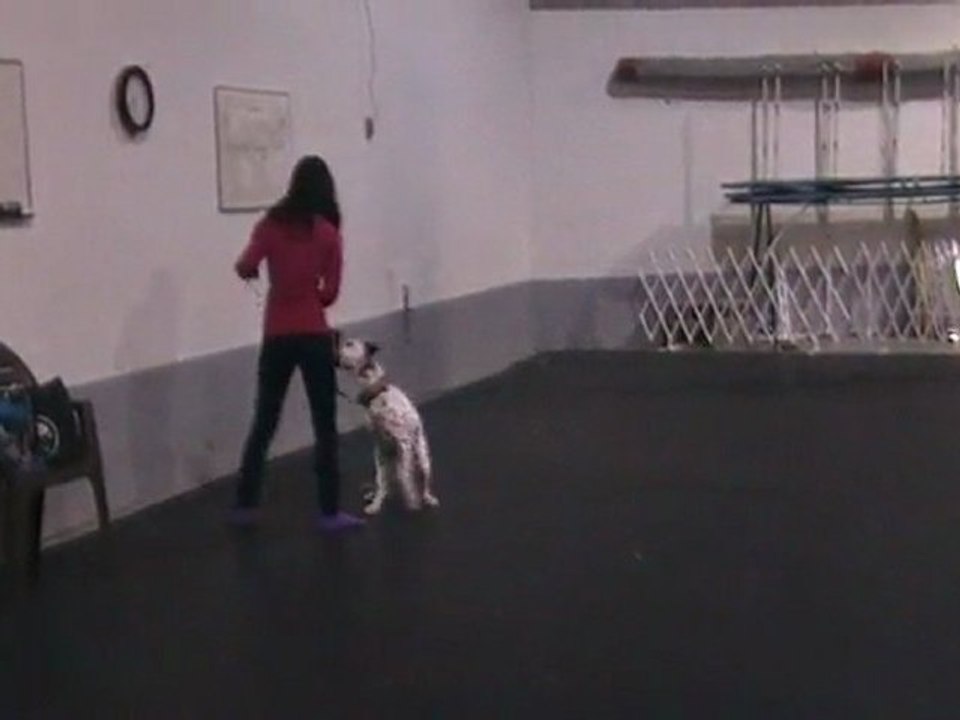 Examen d'obéissance Walee