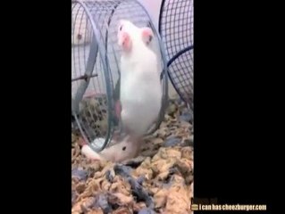 Non è così che funziona la ruota