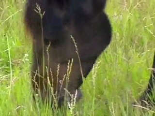 HORSES ALTAY RUSSIA ORLOV TROTTER