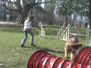 Csali, entrainement d'agility du 7 mars 2011