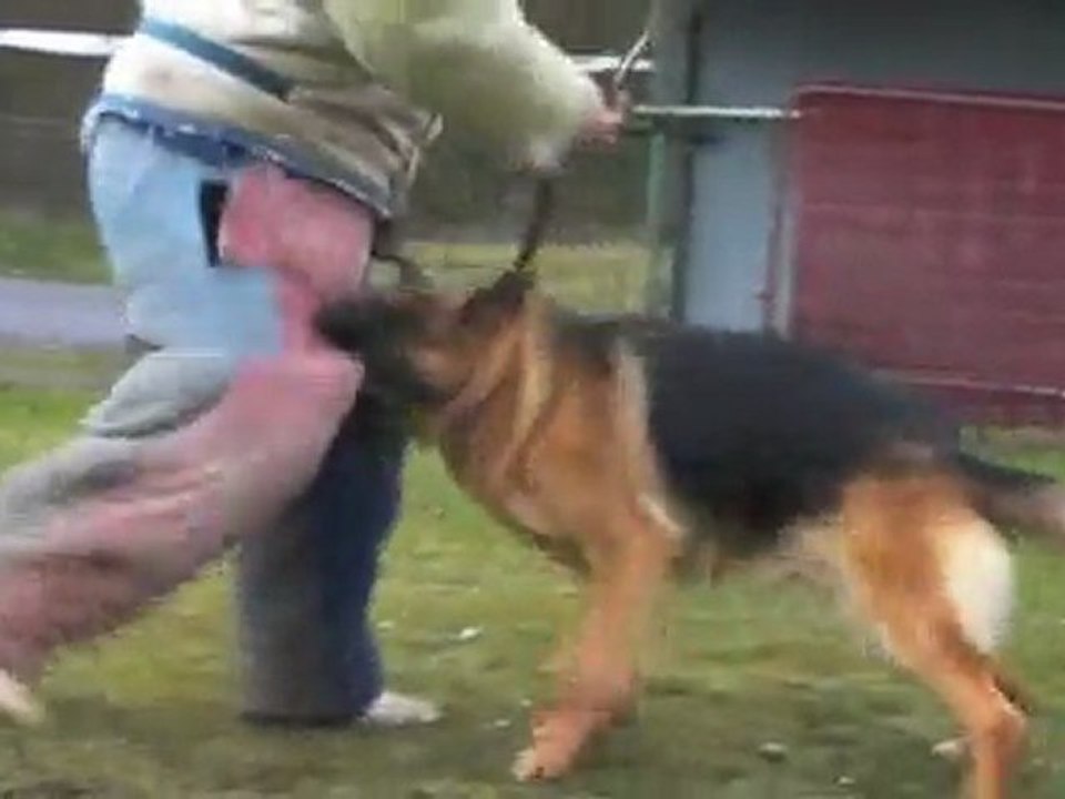 Championnat à l'Emulation canine de Maubeuge