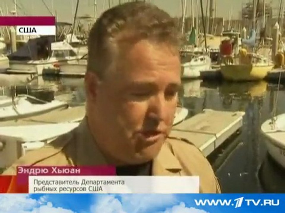 Mysterieux cas de décès de masse de poissons en Californie