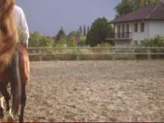 Etalon Quarter Horse