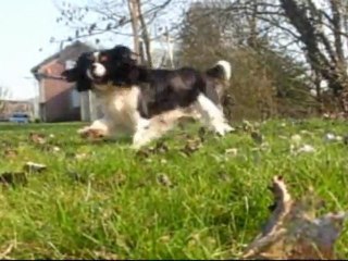 Eddy, cavalier king charles ,au slalom couloir