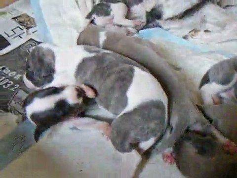 Les bébés whippet ont 15 jours