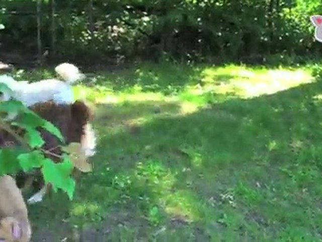 “Dogs, Dogs, Dogs”: Ultra Fur