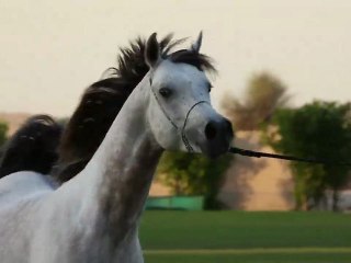 PRINCE DU DESERT Une beauté parfaite - séquence Dubai