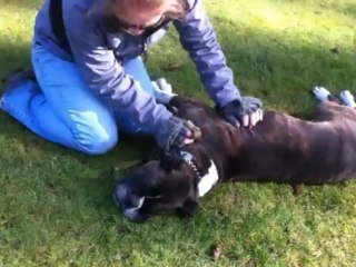 Le chien fait un arrêt cardia sous les yeux de sa maitresse