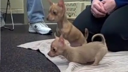 Les chiens... Kangourou !